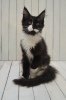 Zdjęcie №3. Kot rasy Maine Coon z rodowodem. Federacja Rosyjska
