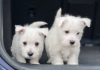 Zdjęcie №1. west highland white terrier - na sprzedaż w Дортмунд | negocjowane | Zapowiedź №48632