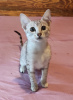 Zdjęcie №1. kot egipski mau - na sprzedaż w Berlin | 1503zł | Zapowiedź № 85493