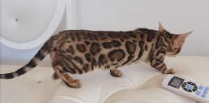 Zdjęcie №1. kot bengalski - na sprzedaż w Orenburg | negocjowane | Zapowiedź № 6985