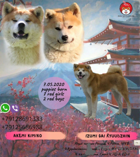 Zdjęcie №2 do zapowiedźy № 7185 na sprzedaż  akita (rasa psa) - wkupić się Federacja Rosyjska prywatne ogłoszenie