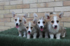 Dodatkowe zdjęcia: Szczenięta Welsh Corgi Pembroke