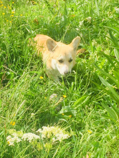 Dodatkowe zdjęcia: szczenięta pembroke walijskiego corgi