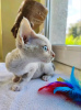 Zdjęcie №3. Kocięta Devon Rex na sprzedaż Biznes Whatsapp; 37256062792. Finlandia