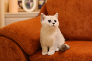 Zdjęcie №2 do zapowiedźy № 5241 na sprzedaż  kot brytyjski krótkowłosy - wkupić się Federacja Rosyjska od żłobka, hodowca
