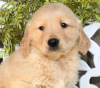 Zdjęcie №2 do zapowiedźy № 103932 na sprzedaż  golden retriever - wkupić się Cypr ze schronu