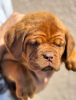 Dodatkowe zdjęcia: Dog de Bordeaux szczenięta