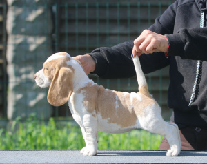 Zdjęcie №2 do zapowiedźy № 2902 na sprzedaż  beagle (rasa psa) - wkupić się Białoruś od żłobka