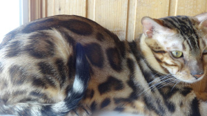Zdjęcie №2 do zapowiedźy № 3294 na sprzedaż  kot bengalski - wkupić się Federacja Rosyjska hodowca