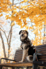Zdjęcie №1. pies nierasowy - na sprzedaż w Москва | Bezpłatny | Zapowiedź №24548