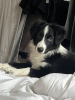 Dodatkowe zdjęcia: Szczeniak border collie, rasowy