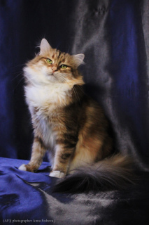 Dodatkowe zdjęcia: Syberyjski Złoty Kot
