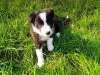 Zdjęcie №3. Urocze szczenięta Border Collie do bezpłatnej adopcji. Niemcy