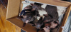 Zdjęcie №2 do zapowiedźy № 34217 na sprzedaż  kot doński sfinks - wkupić się Estonia prywatne ogłoszenie