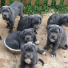 Zdjęcie №3. wspaniałe szczenięta cane corso Biznes WhatsApp 37256062792. Finlandia