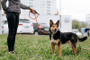 Zdjęcie №2 do zapowiedźy № 75953 na sprzedaż  pies nierasowy - wkupić się Federacja Rosyjska prywatne ogłoszenie
