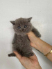 Zdjęcie №1. kot brytyjski krótkowłosy - na sprzedaż w Штутгарт | negocjowane | Zapowiedź № 100392
