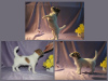 Dodatkowe zdjęcia: Sprzedam szczenięta Jack Russell Terrier