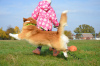 Zdjęcie №3. Niesamowicie piękna i bardzo urocza! Baby Welsh Corgi Pembroke.. Ukraina