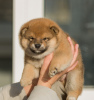 Zdjęcie №3. Szczenięta Shiba Inu. Białoruś