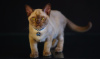 Zdjęcie №4. Sprzedam kot burmski w Dnipro. od żłobka - cena - 2302zł