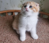 Zdjęcie №1. scottish fold - na sprzedaż w Newport Beach | 1188zł | Zapowiedź № 99289