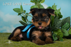 Zdjęcie №1. yorkshire terrier - na sprzedaż w Petersburg | 1815zł | Zapowiedź №2476