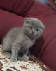 Zdjęcie №1. scottish fold - na sprzedaż w Praga | negocjowane | Zapowiedź № 106787