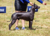 Dodatkowe zdjęcia: Szczenięta Xoloitzcuintle (meksykański bezwłosy pies).