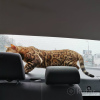 Zdjęcie №3. Kot bengalski zaprasza do krycia w Białoruś. Zapowiedź № 8972