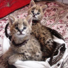 Zdjęcie №3. Kvalitets Afrika serval katt til salgs og Savannah katt do adopcji. Norwegia