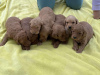 Dodatkowe zdjęcia: Goldendoodle F1