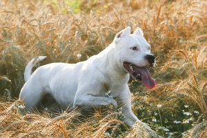 Zdjęcie №4. Sprzedam dog argentyński w Ryazan. od żłobka - cena - 3064zł