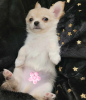 Zdjęcie №3. Zdrowy, rasowy, długowłosy chłopiec szczeniak Chihuahua.. Polska