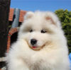 Dodatkowe zdjęcia: Samoyed szczenięta