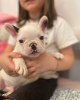 Dodatkowe zdjęcia: Продаются очаровательные щенки французского бульдога