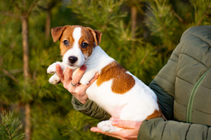 Zdjęcie №2 do zapowiedźy № 4019 na sprzedaż  jack russell terrier - wkupić się Białoruś od żłobka