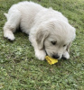 Zdjęcie №1. golden retriever - na sprzedaż w Auckland | negocjowane | Zapowiedź №42680