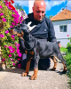 Dodatkowe zdjęcia: Doberman PIĘKNE szczenięta