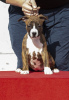 Dodatkowe zdjęcia: Szczenięta American Staffordshire Terrier pochodzenia międzynarodowego
