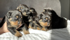 Zdjęcie №3. Kennel Club Zarejestrował piękne szczenięta Rottweilera. Wielka Brytania