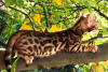 Zdjęcie №1. kot bengalski - na sprzedaż w Знаменка | 1082zł | Zapowiedź № 10504
