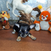 Zdjęcie №3. Szczeniak Chihuahua. Federacja Rosyjska