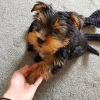 Dodatkowe zdjęcia: Sprzedam piękne szczenięta rasy Yorkshire Terrier