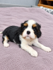 Dodatkowe zdjęcia: Idealne szczenięta Cavalier King Charles Spaniel.