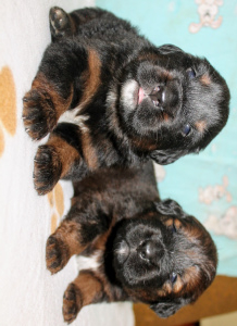 Zdjęcie №3. Sprzedam szczenięta mastifa tybetańskiego. Federacja Rosyjska