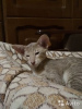 Dodatkowe zdjęcia: Kocięta Orica