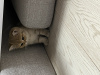 Dodatkowe zdjęcia: Złoty kociak brytyjski krótkowłosy do ponownego domu