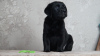 Zdjęcie №1. labrador retriever - na sprzedaż w Wołgograd | 2578zł | Zapowiedź №106970