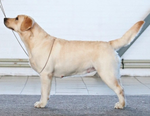 Dodatkowe zdjęcia: Szczeniak Labrador Retriever